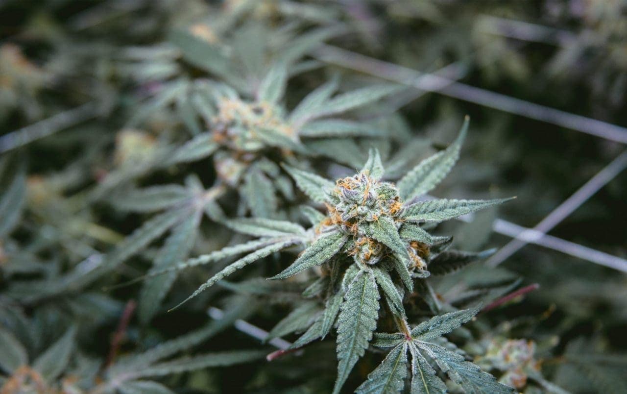 outdoor cannabis plants